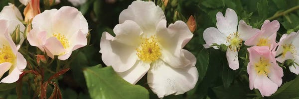 Close-Up Of Assorted Rhododendron Flowers II