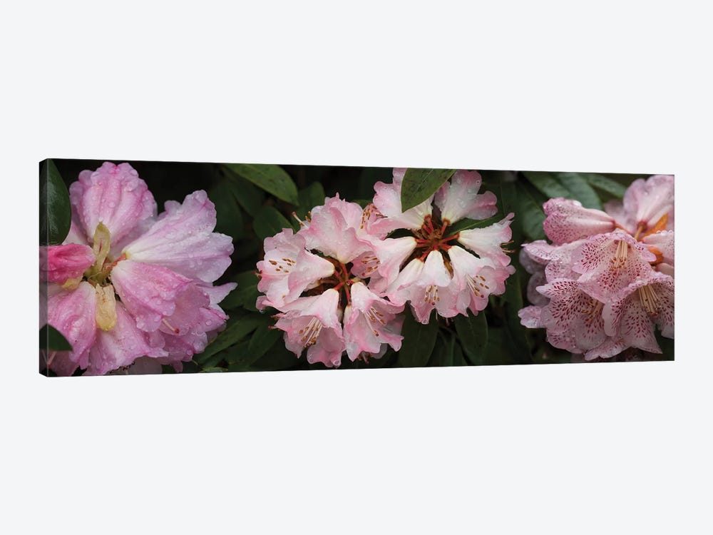 Close-Up Of Assorted Rhododendron Flowers III by Panoramic Images 1-piece Canvas Wall Art