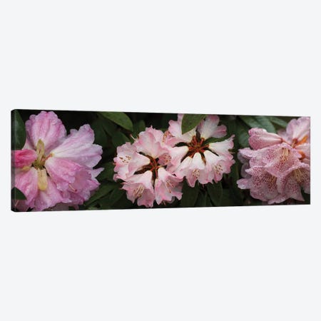 Close-Up Of Assorted Rhododendron Flowers III Canvas Print #PIM14375} by Panoramic Images Canvas Art