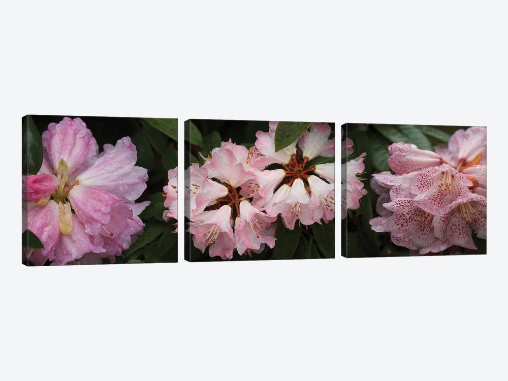 Close-Up Of Assorted Rhododendron Flowers III by Panoramic Images 3-piece Canvas Wall Art