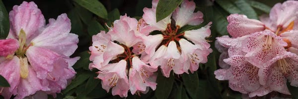 Close-Up Of Assorted Rhododendron Flowers III