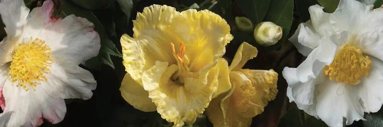 Close-Up Of Assorted Rhododendron Flowers IV