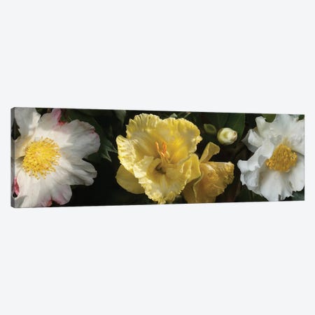 Close-Up Of Assorted Rhododendron Flowers IV Canvas Print #PIM14376} by Panoramic Images Canvas Art