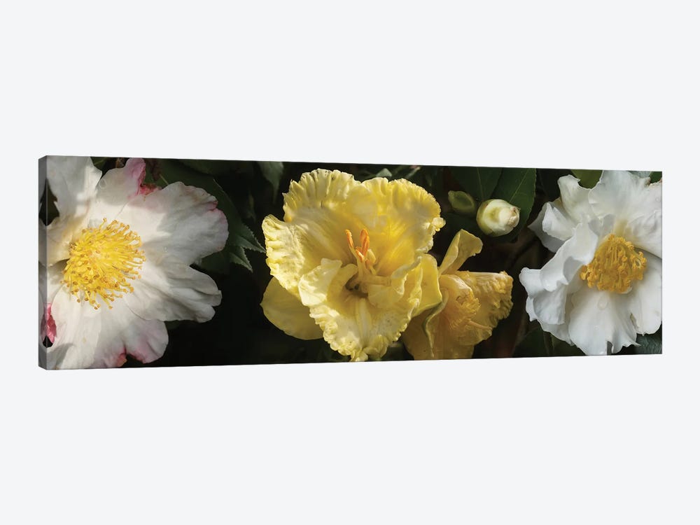 Close-Up Of Assorted Rhododendron Flowers IV by Panoramic Images 1-piece Art Print