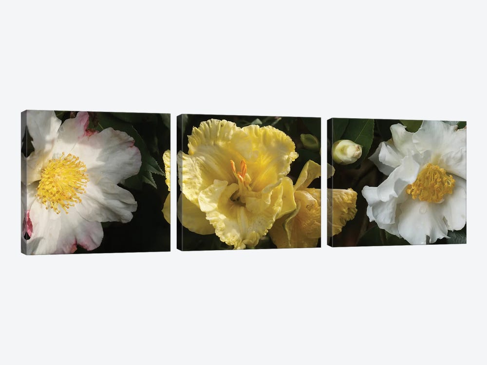 Close-Up Of Assorted Rhododendron Flowers IV 3-piece Canvas Art Print