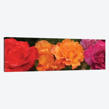 Close-Up Of Assorted Roses Canvas Print #PIM14377} by Panoramic Images Canvas Art