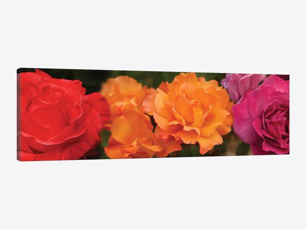 Close-Up Of Assorted Roses by Panoramic Images 1-piece Canvas Art