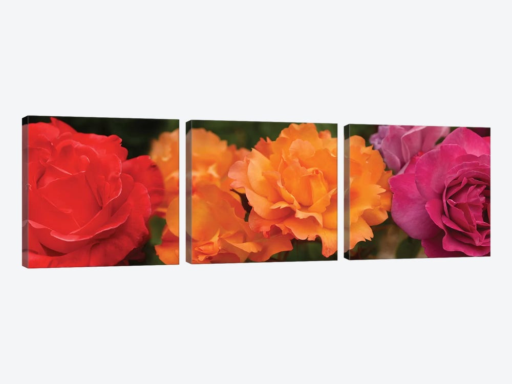 Close-Up Of Assorted Roses 3-piece Canvas Artwork