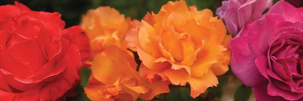 Close-Up Of Assorted Roses