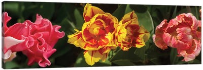 Close-Up Of Assorted Tulip Flowers Canvas Art Print - Tulip Art