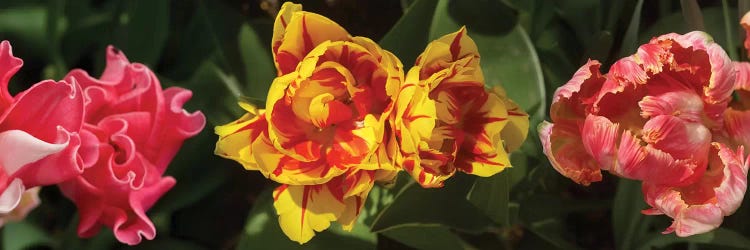 Close-Up Of Assorted Tulip Flowers