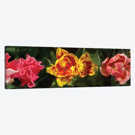 Close-Up Of Assorted Tulip Flowers Canvas Print #PIM14379} by Panoramic Images Art Print