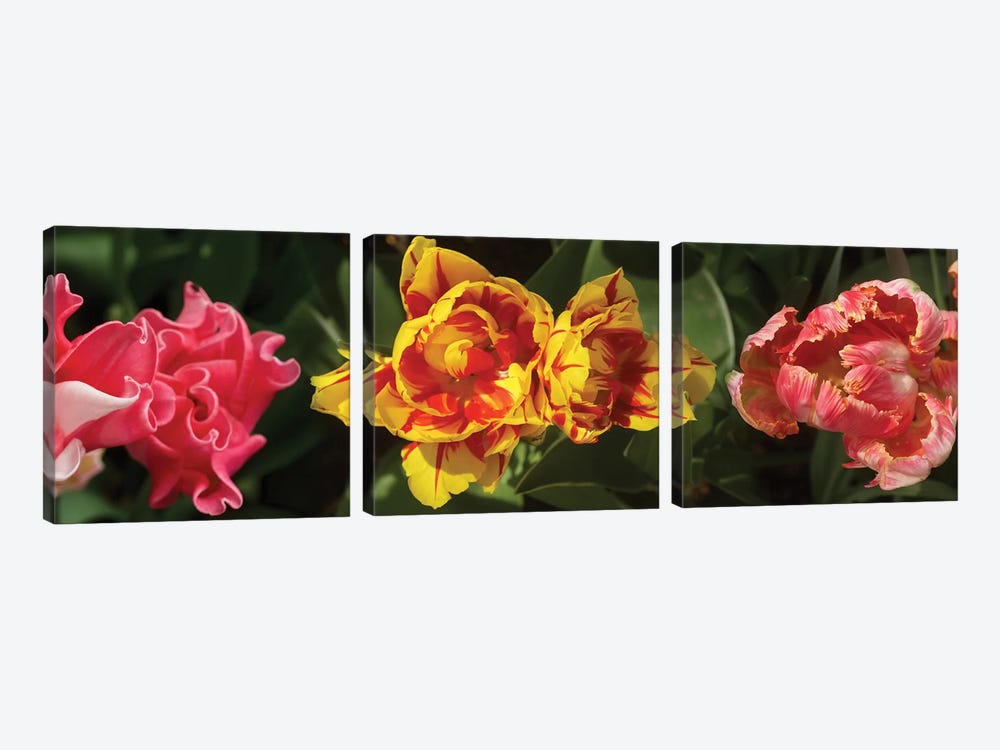 Close-Up Of Assorted Tulip Flowers by Panoramic Images 3-piece Canvas Art