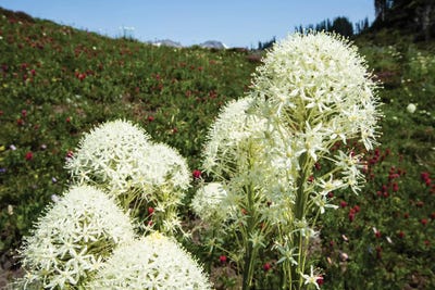 Close-Up Of Beargrass, Mount Rainier National Park, Washington State, USA by Panoramic Images canvas print
