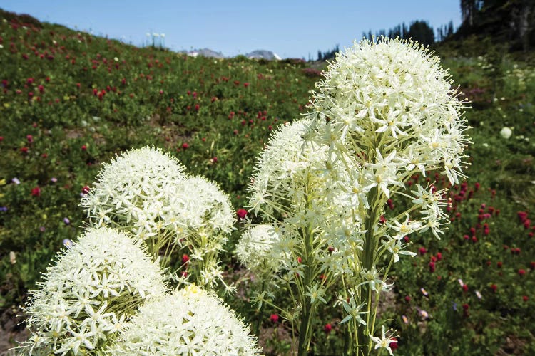 Close-Up Of Beargrass, Mount Rainier National Park, Washington State, USA by Panoramic Images wall art