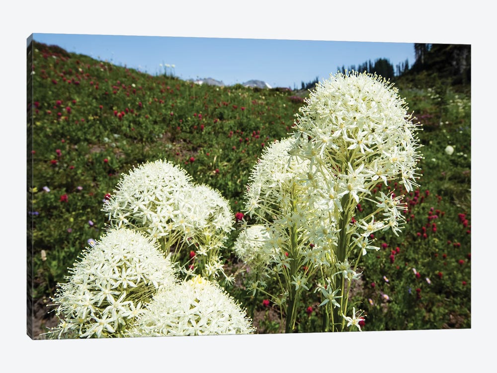Close-Up Of Beargrass, Mount Rainier National Park, Washington State, USA by Panoramic Images 1-piece Canvas Wall Art