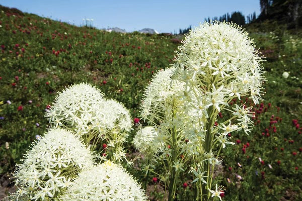 Close-Up Of Beargrass, Mount Rainier National Park, Washington State, USA