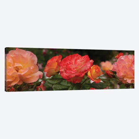 Close-Up Of Begonia And Rose Flowers Canvas Print #PIM14381} by Panoramic Images Canvas Wall Art