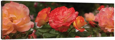 Close-Up Of Begonia And Rose Flowers Canvas Art Print