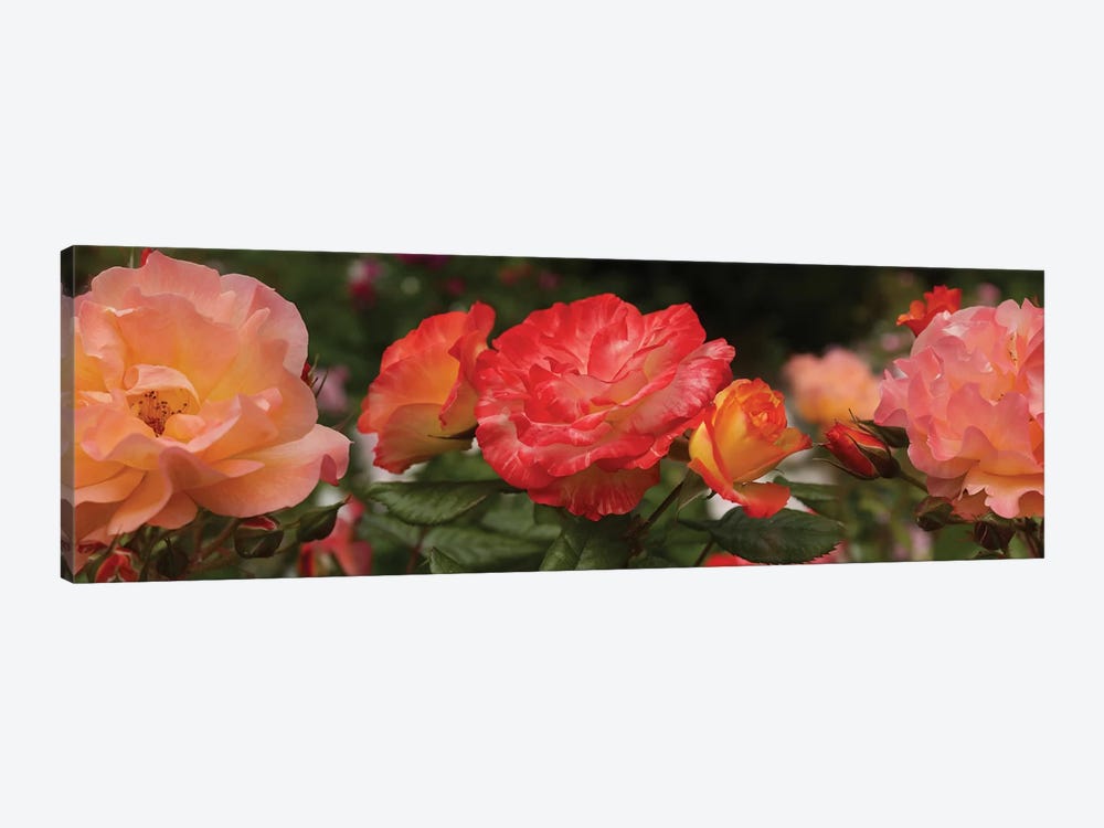 Close-Up Of Begonia And Rose Flowers by Panoramic Images 1-piece Canvas Print