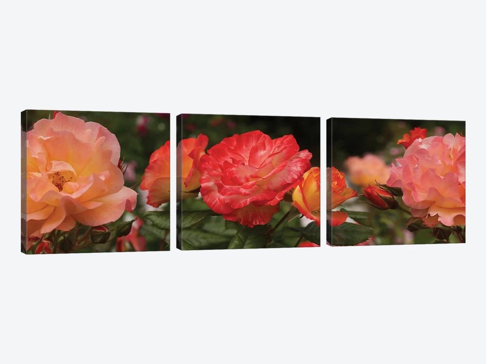 Close-Up Of Begonia And Rose Flowers by Panoramic Images 3-piece Canvas Print