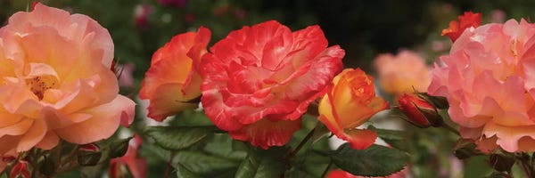 Begonias: Close-Up Of Begonia And Rose Flowers by Panoramic Images