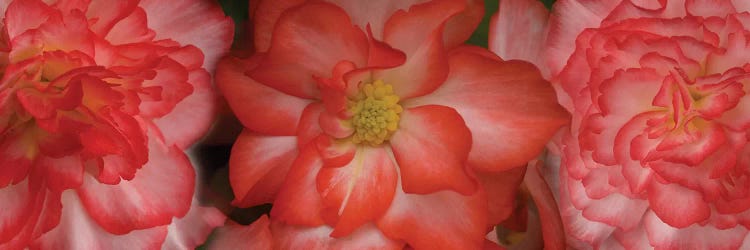 Close-Up Of Begonia Flowers