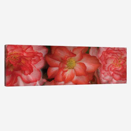 Close-Up Of Begonia Flowers Canvas Print #PIM14382} by Panoramic Images Canvas Artwork