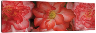 Close-Up Of Begonia Flowers Canvas Art Print