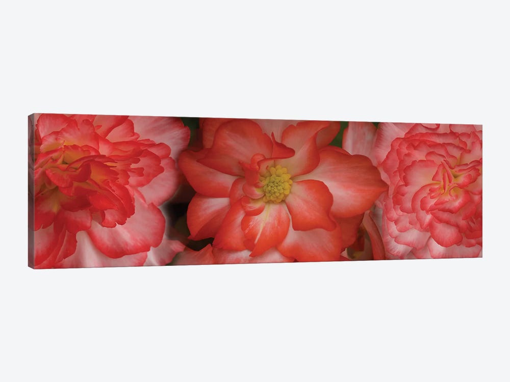 Close-Up Of Begonia Flowers by Panoramic Images 1-piece Canvas Wall Art