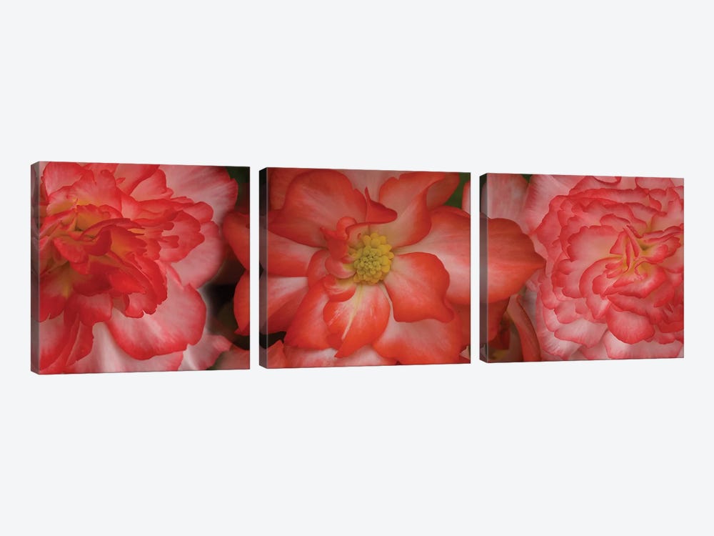 Close-Up Of Begonia Flowers by Panoramic Images 3-piece Canvas Art