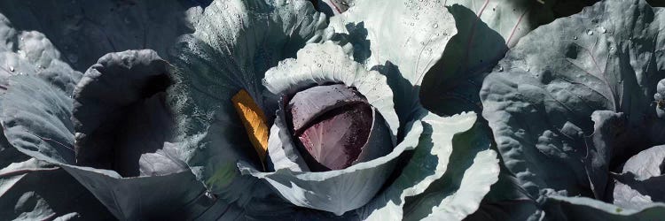 Close-Up Of Cabbages Growing On Plant