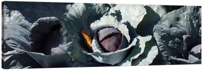 Close-Up Of Cabbages Growing On Plant Canvas Art Print - Vegetable Art