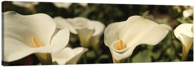 Close-Up Of Calla Lily Flowers Growing On Plant I Canvas Art Print - Lily Art