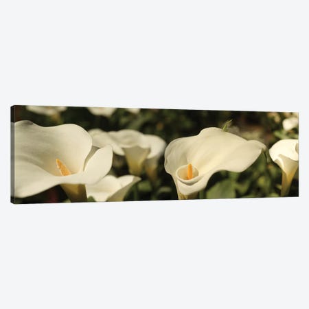 Close-Up Of Calla Lily Flowers Growing On Plant I Canvas Print #PIM14387} by Panoramic Images Canvas Art Print