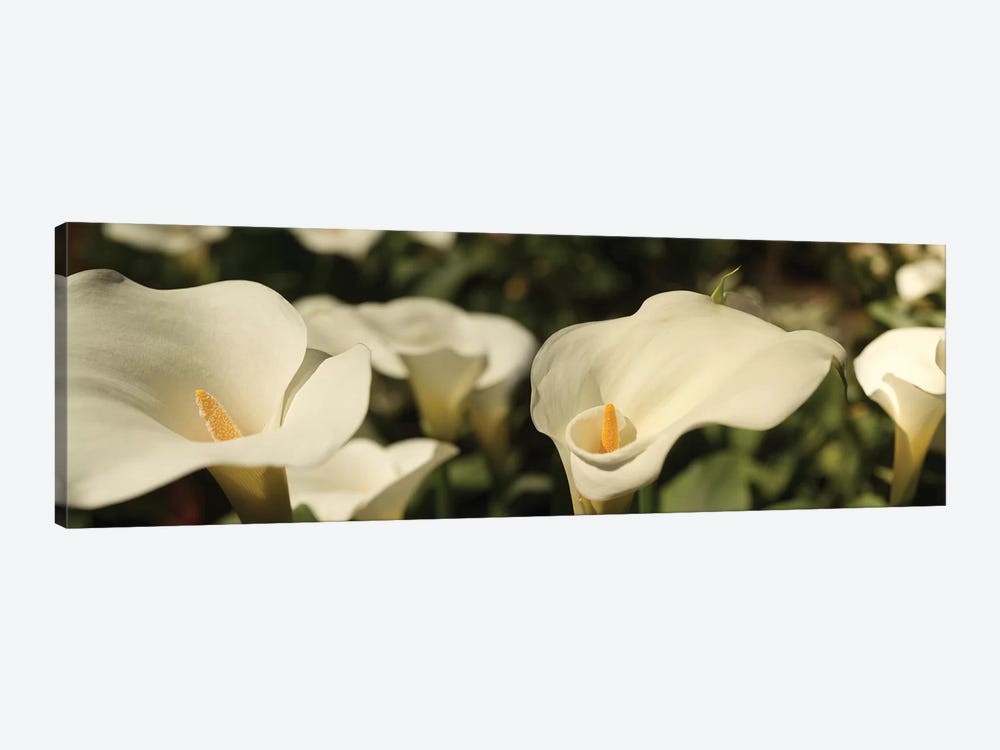 Close-Up Of Calla Lily Flowers Growing On Plant I by Panoramic Images 1-piece Art Print