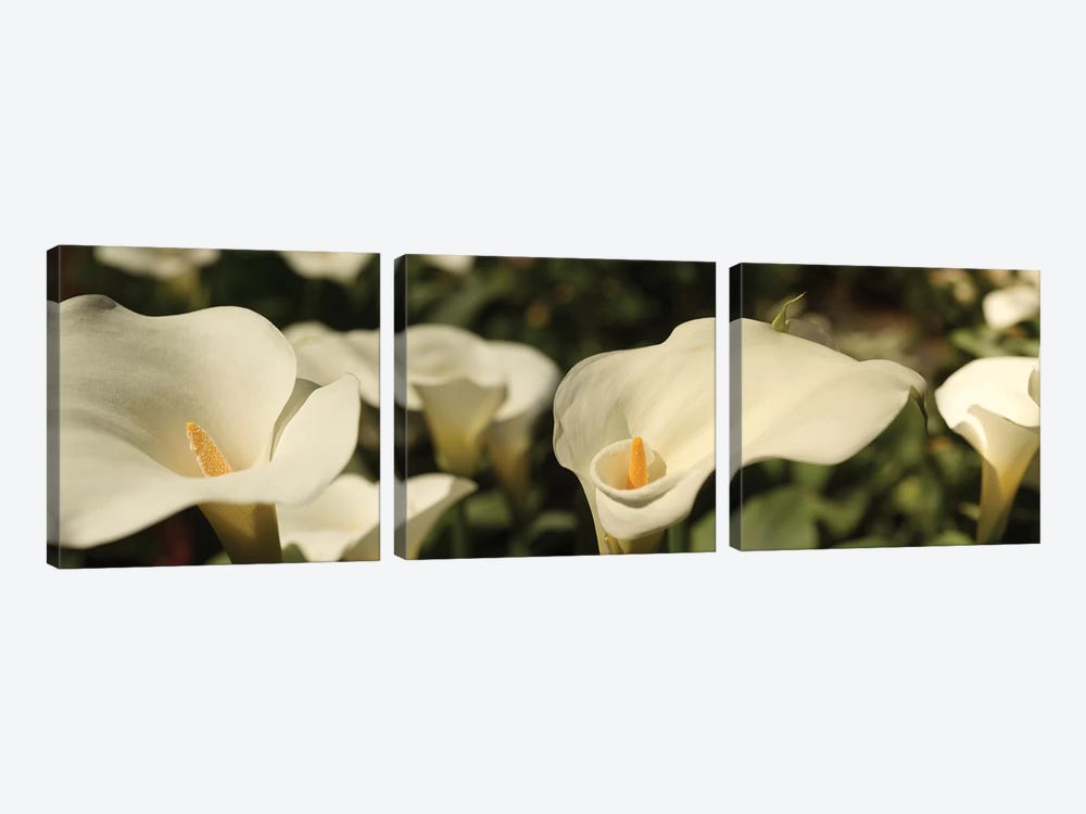 Close-Up Of Calla Lily Flowers Growing On Plant I by Panoramic Images 3-piece Canvas Print