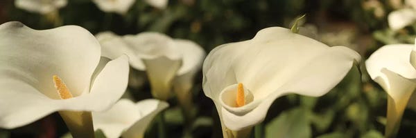 Lilies: Close-Up Of Calla Lily Flowers Growing On Plant I by Panoramic Images