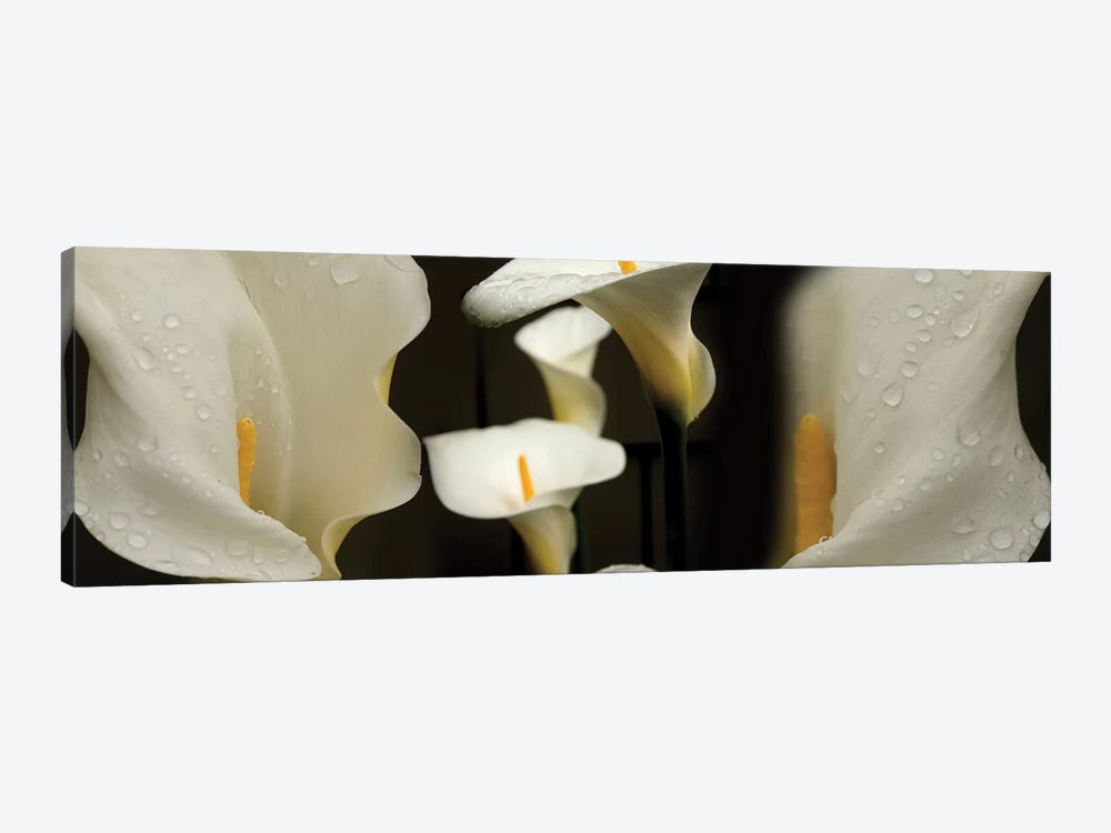 Close-Up Of Calla Lily Flowers Growing On Plant II by Panoramic Images 1-piece Canvas Artwork