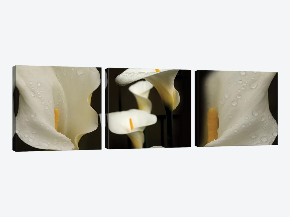 Close-Up Of Calla Lily Flowers Growing On Plant II by Panoramic Images 3-piece Canvas Artwork