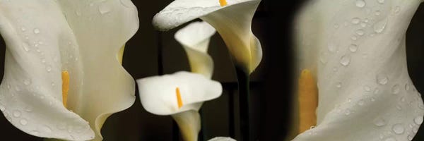 Calla Lilies: Close-Up Of Calla Lily Flowers Growing On Plant II by Panoramic Images