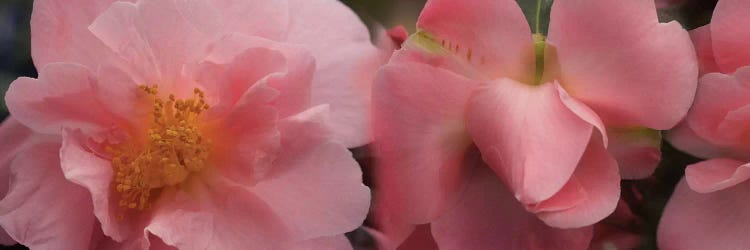 Close-Up Of Camellia Flowers In Bloom I by Panoramic Images wall art