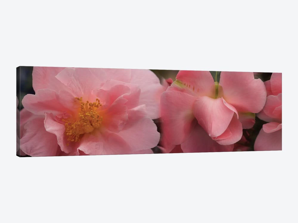 Close-Up Of Camellia Flowers In Bloom I by Panoramic Images 1-piece Canvas Art Print