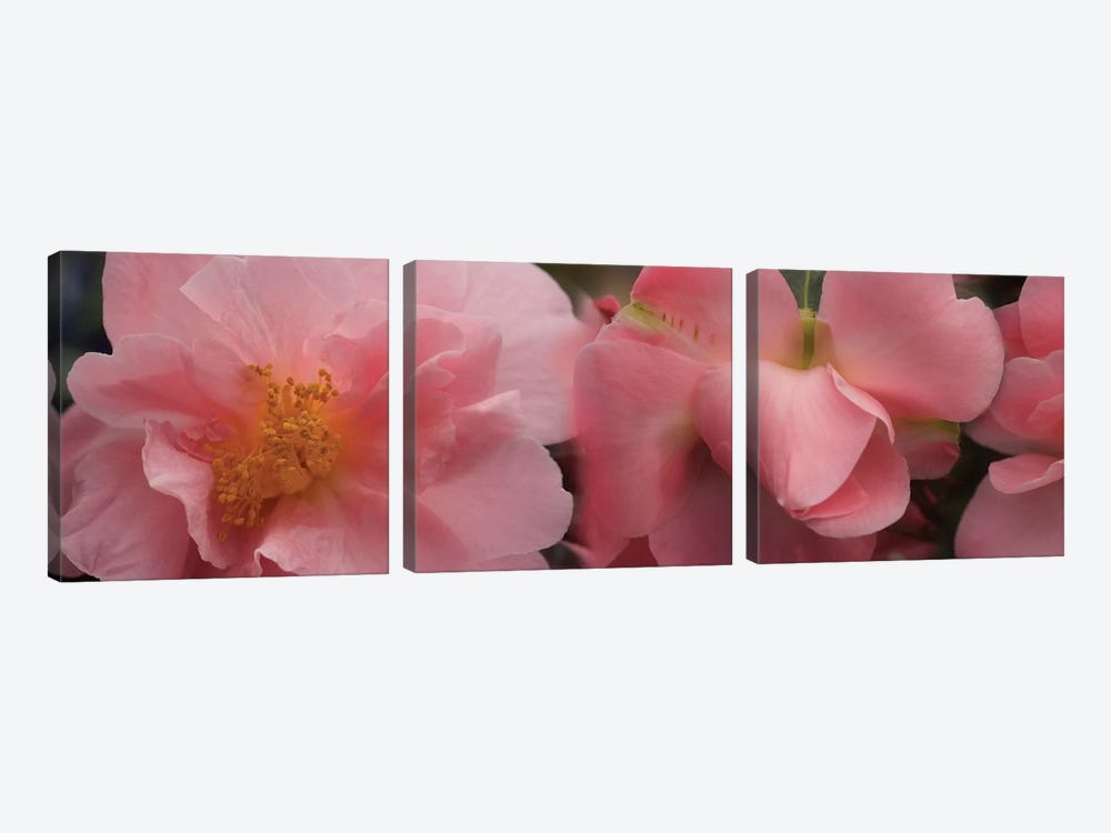 Close-Up Of Camellia Flowers In Bloom I by Panoramic Images 3-piece Canvas Print