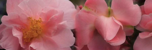 Close-Up Of Camellia Flowers In Bloom I