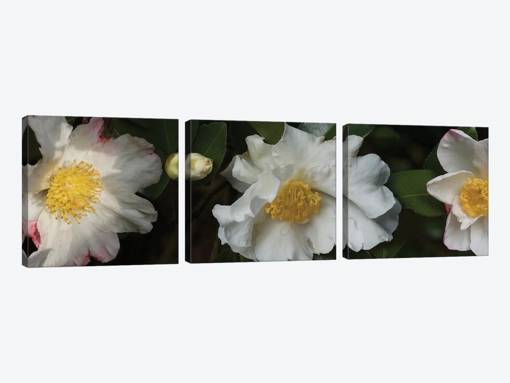 Close-Up Of Camellia Flowers In Bloom II by Panoramic Images 3-piece Canvas Art Print