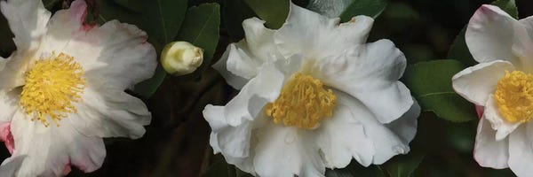 Close-Up Of Camellia Flowers In Bloom II