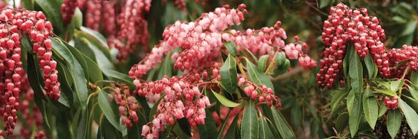 Close-Up Of Cascading Red Flowers