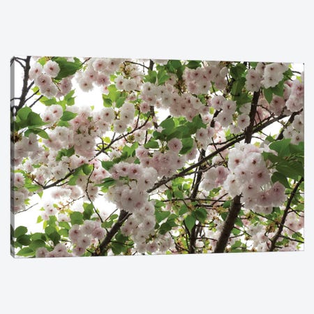 Close-Up Of Cherry Blossom Flowers, Harajuku, Meiji Shrine, Tokyo, Japan Canvas Print #PIM14392} by Panoramic Images Art Print
