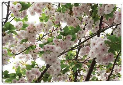 Close-Up Of Cherry Blossom Flowers, Harajuku, Meiji Shrine, Tokyo, Japan Canvas Art Print - Cherry Blossom Art